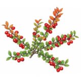 Cotoneaster horizontalis