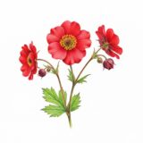 Geum