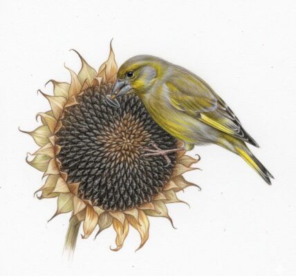 Greenfinch feeding on sunflower seeds
