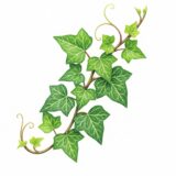 Common ivy