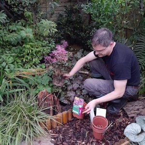 What to do in the September garden