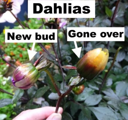 How to deadhead a dahlia plant