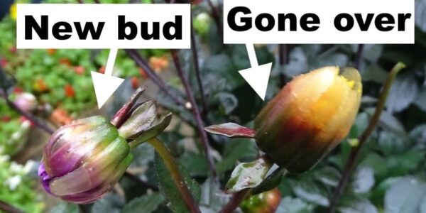 How to deadhead a dahlia plant