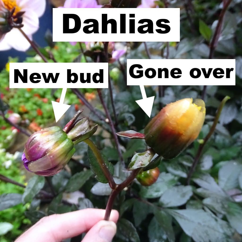 How to deadhead a dahlia plant