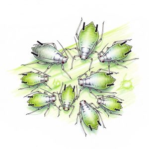 How do I organically deal with the cabbage aphid - The Easy-care Garden
