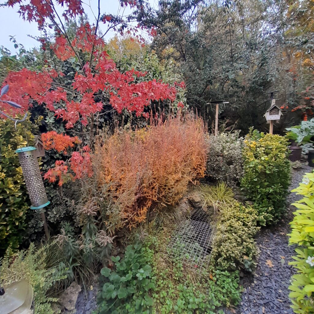 My Autumn Garden-2025