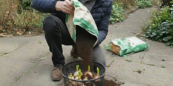 The smart way to plant bulbs.