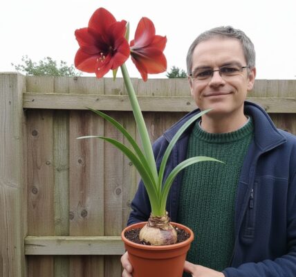 Potted Amaryllis