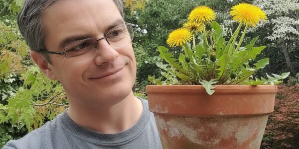 The misunderstood dandelion