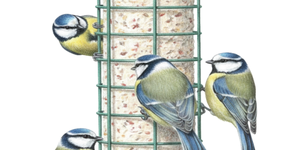 Suet log in a fat ball feeder