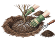 Planting a bare root shrub