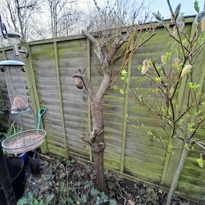 Retiring flamingo tree