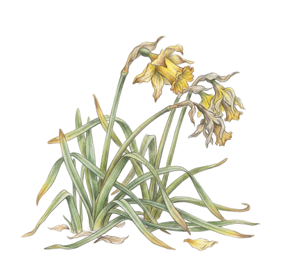 Wilting Daffs