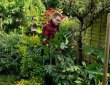 Cutting back Fatsia