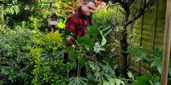 Cutting back Fatsia