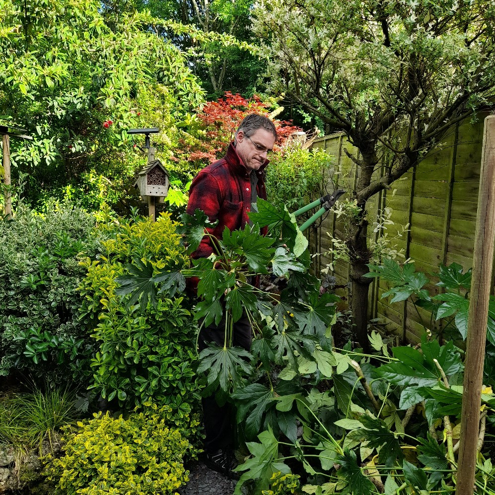 Cutting back Fatsia