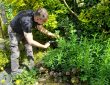 Applying the Chelsea Chop to the purple loosestrife
