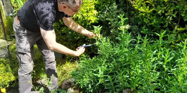 Applying the Chelsea Chop to the purple loosestrife