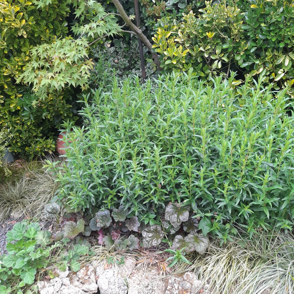 Purple Loosestrife two weeks after the Chelsea chop