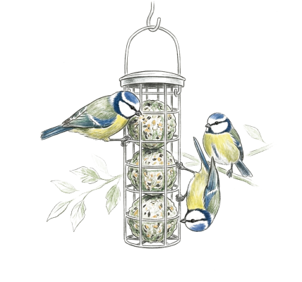 Blue Tits feeding on fat balls