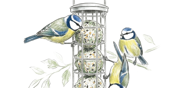 Blue Tits feeding on fat balls