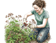 Cutting back cranesbill