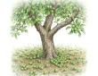 June apple drop