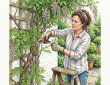 Pruning Wisteria
