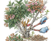 Pruning weigela