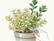 Variegated Euonymus fortunei-Reversion