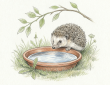 Water dishes for hedgehogs