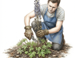 Cutting back a delphinium