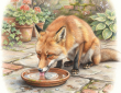 Fox drinking from a saucer of water