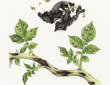 Potato blight