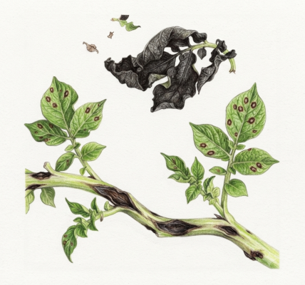 Potato blight