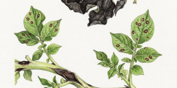 Potato blight