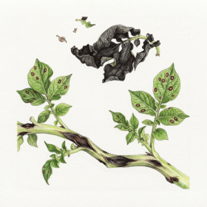 Potato blight